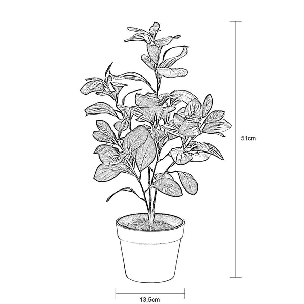 RUBBER PLANT IN POT - 51cm